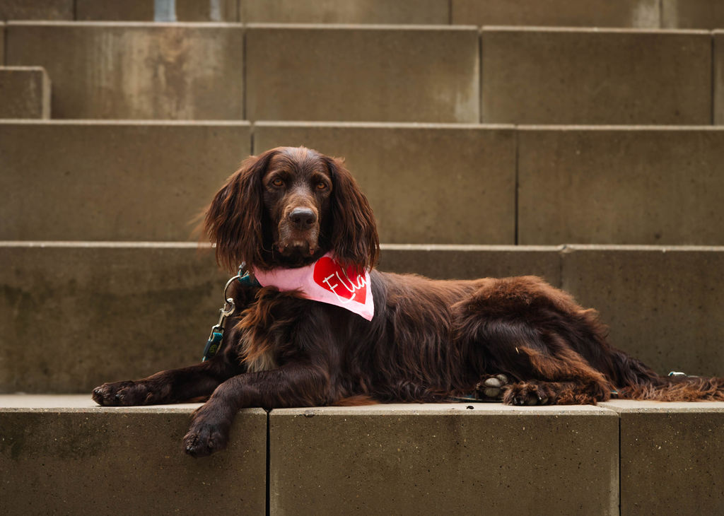 Ella, skolehund, GodtSkoleliv